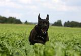 CANE CORSO 886